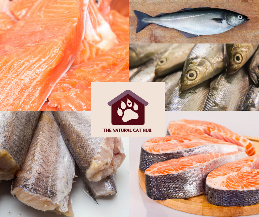 grain free-adult-cat-food-salmon-fish-sterilised cat-neutered cat-low fat-natural cat food- fresh cat food