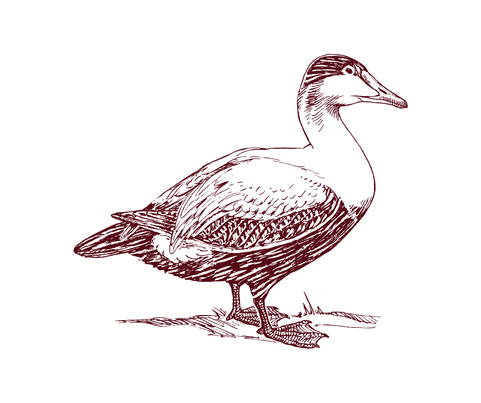 Duck Blends